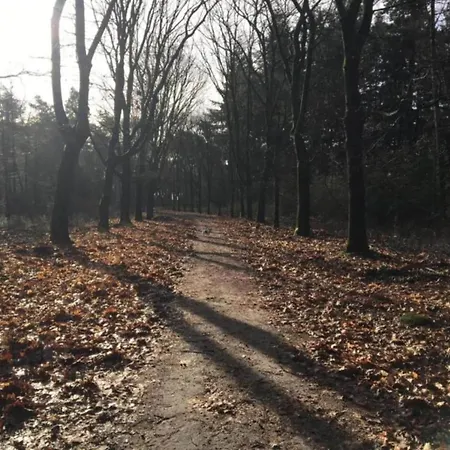 Forest Near Leenderbos Leende