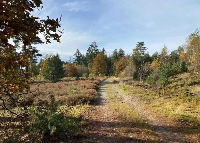 Forest Near Leenderbos