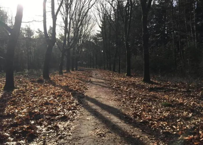 Forest Near Leenderbos Leende