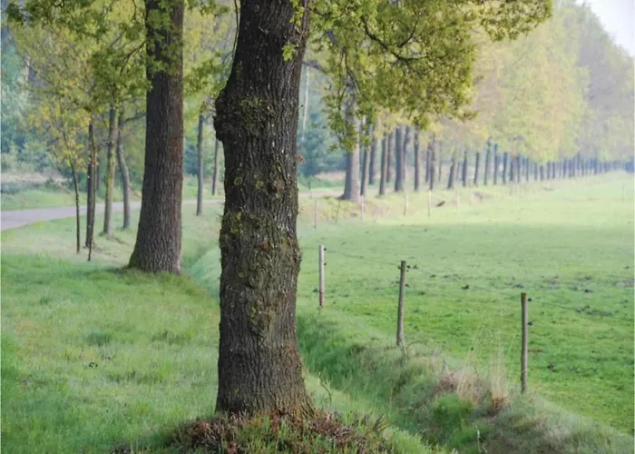 Forest Near Leenderbos