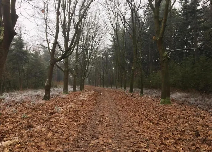 Forest Near Leenderbos Holiday home *