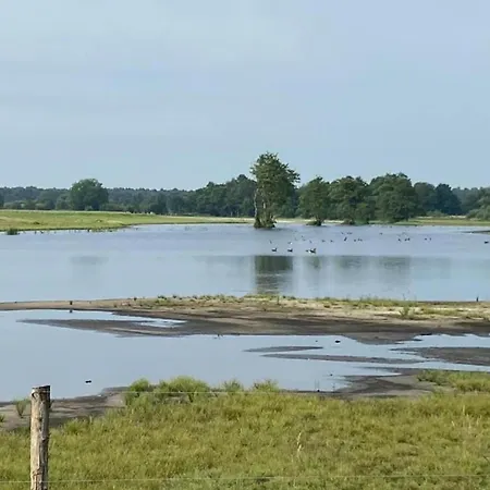 Forest Near Leenderbos * Ленде