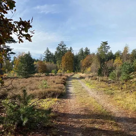 Forest Near Leenderbos