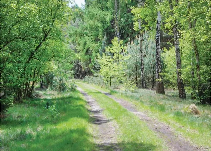 Forest Near Leenderbos *