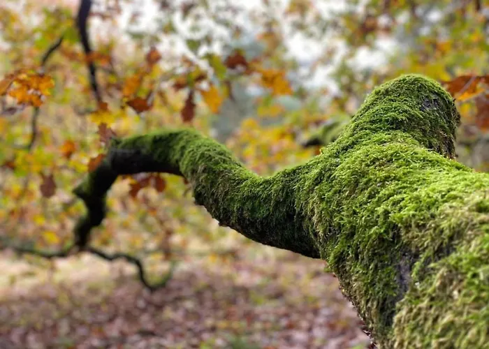 Forest Near Leenderbos Σπίτι διακοπών